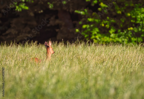Deer in the meadow. Roe deer in the woods.  © mariusgabi