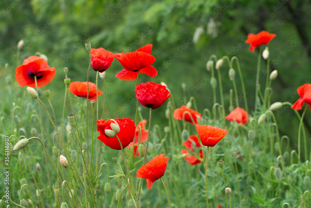 red poppies in the field red poppies in the field