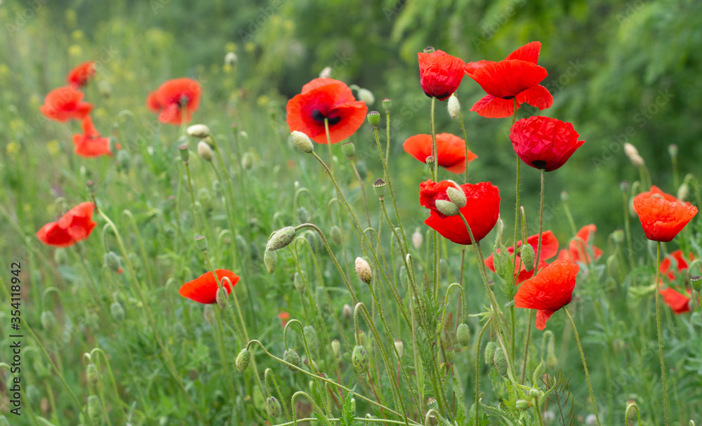 red poppies in the field