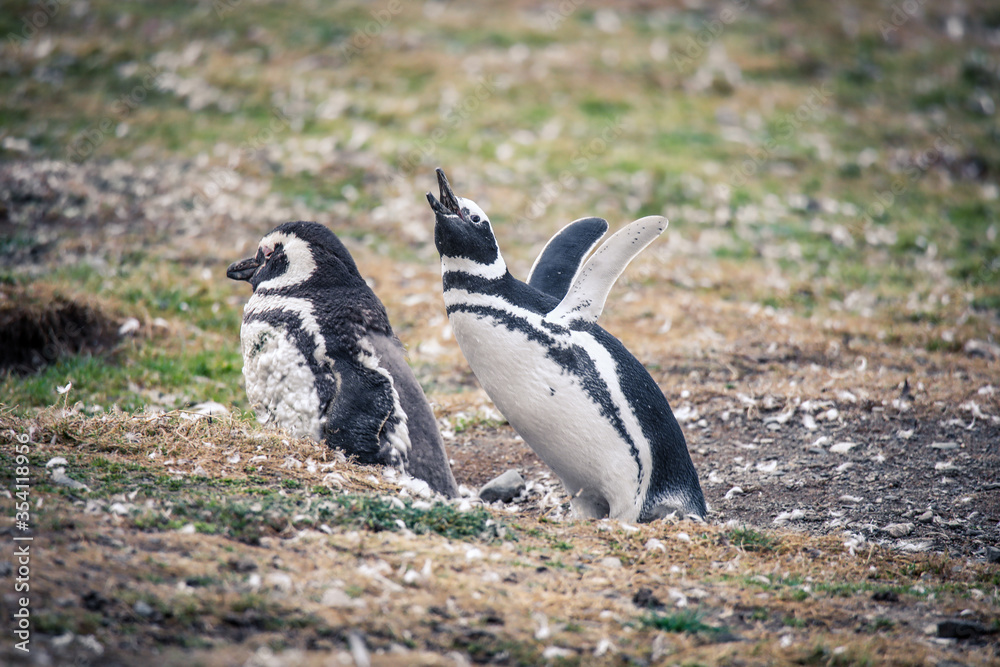 Naklejka premium The Magellanic penguins in the Natural Sanctuary on the Magdalena Island, Chile