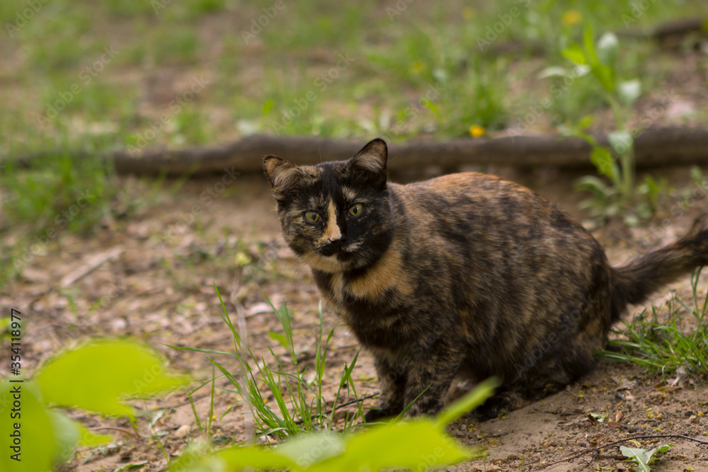 Fototapeta premium The tricolor cat is frightened and looks warily, wants to run away. Cat in the yard among the greenery and grass.