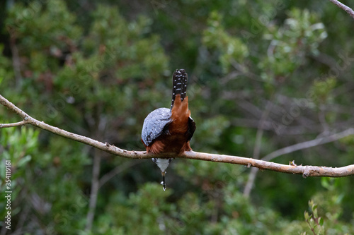 Ringed Kingfischer (Martin Pescador) Latin Name: Megaceryle torquata. Rio Maullin. Chile photo