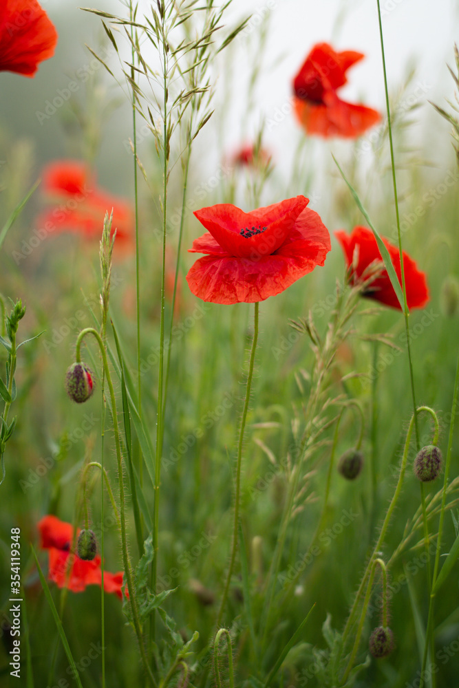 Obraz premium red poppy in the field