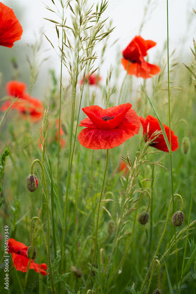Obraz premium red poppy flowers in field