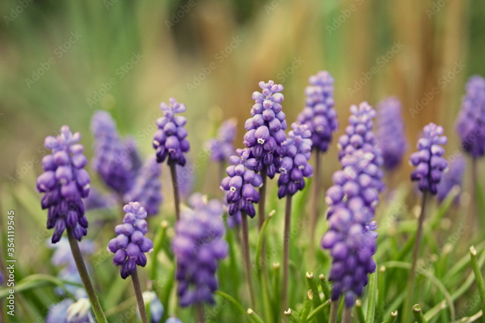 Blooming flowers a group of Muscari armeniacum in the spring Blooming flowers a group of Muscari armeniacum in the spring