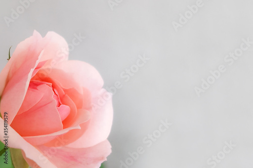 Pink-oldrose color closeup with white background