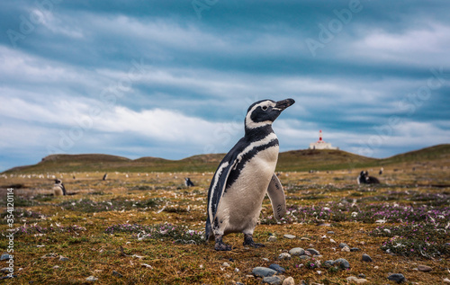 The Magellanic penguins in the Natural  Sanctuary on the Magdalena Island, Chile photo
