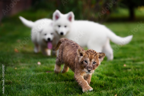 White Swiss Shepherds puppy play and kiss with lion cub © brusnikaphoto