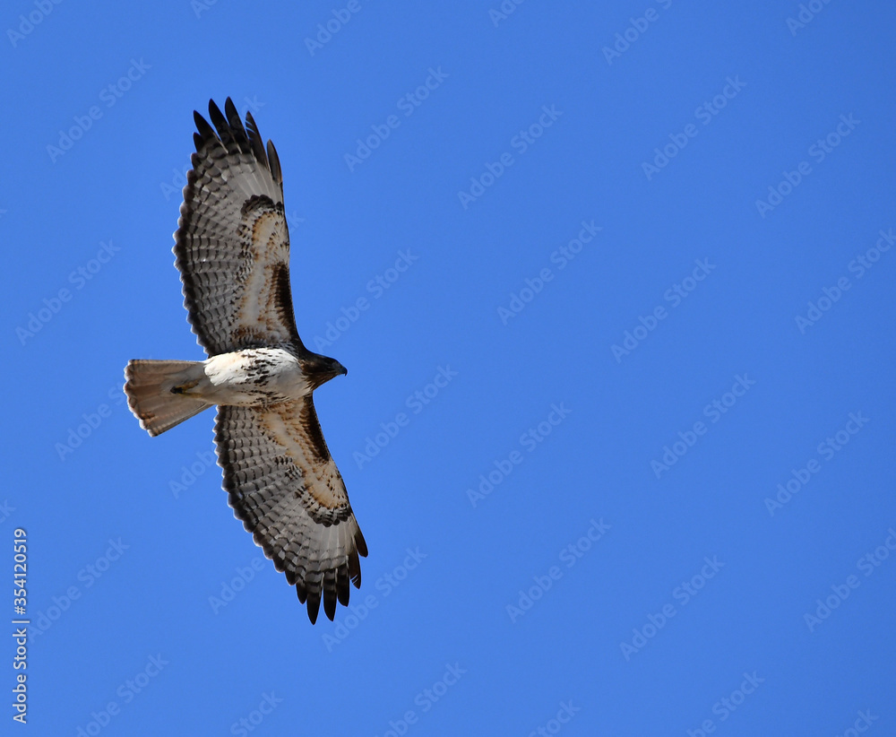 Fototapeta premium Red-tail Hawk