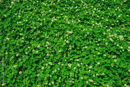 A field of blooming white clover flowers