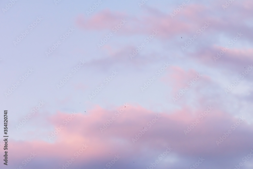 Fototapeta premium Swallows on the background of the sunset pink sky and clouds 