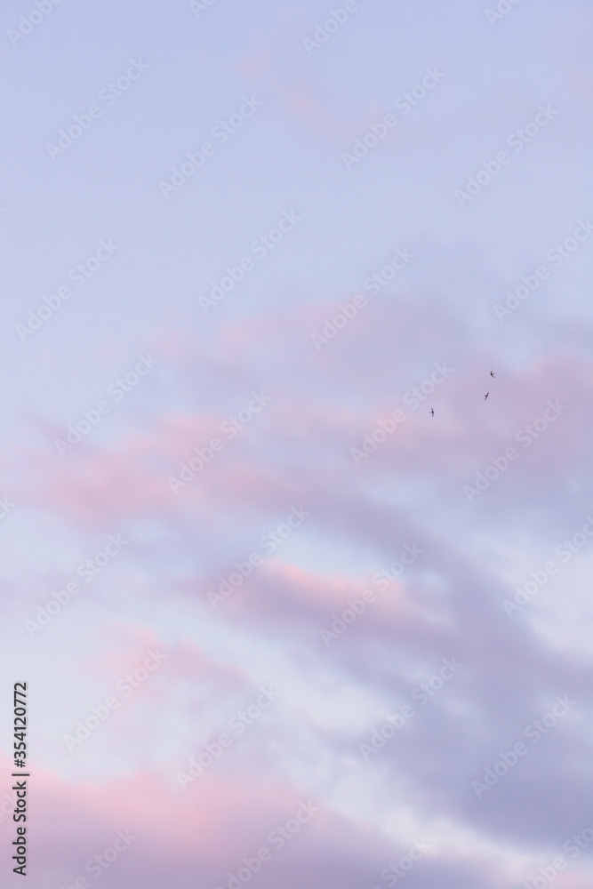 Swallows on the background of the sunset pink sky and clouds Swallows on the background of the sunset pink sky and clouds