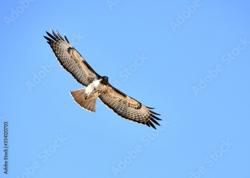 Beautiful Red-tail Hawk Soaring