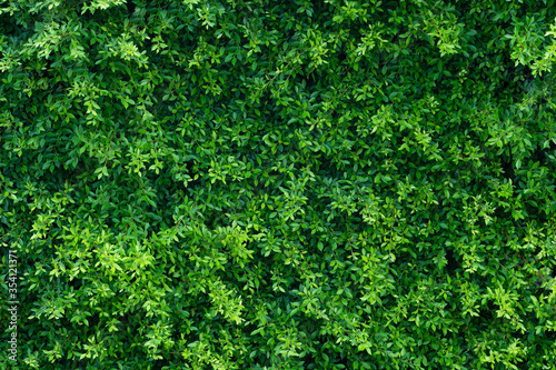Beautiful green bush or green leaves background