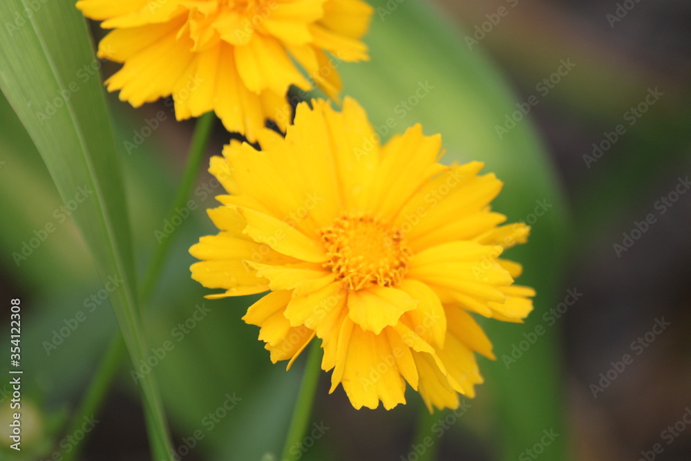 flower, yellow, nature, garden, plant, summer, green, bloom, blossom, flowers, macro, petal, flora, orange, floral, beautiful, spring, beauty, dandelion, daisy, calendula, bright, close-up, petals flower, yellow, nature, garden, plant, summer, green, bloom, blossom, flowers, macro, petal, flora, orange, floral, beautiful, spring, beauty, dandelion, daisy, calendula, bright, close-up, petals