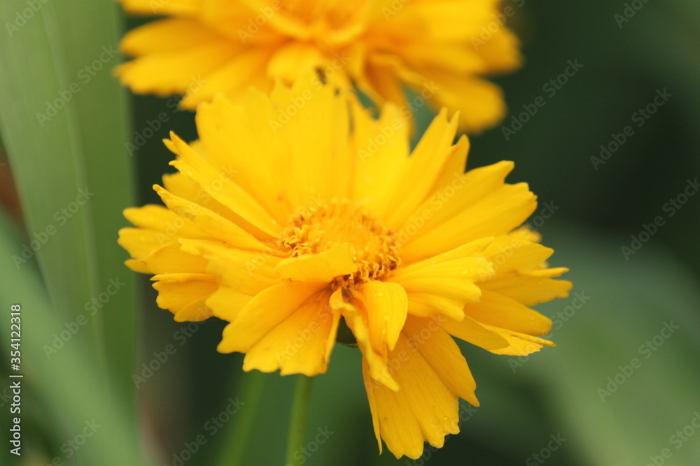 flower, yellow, nature, garden, plant, summer, green, bloom, blossom, flowers, macro, petal, flora, orange, floral, beautiful, spring, beauty, dandelion, daisy, calendula, bright, close-up, petals flower, yellow, nature, garden, plant, summer, green, bloom, blossom, flowers, macro, petal, flora, orange, floral, beautiful, spring, beauty, dandelion, daisy, calendula, bright, close-up, petals