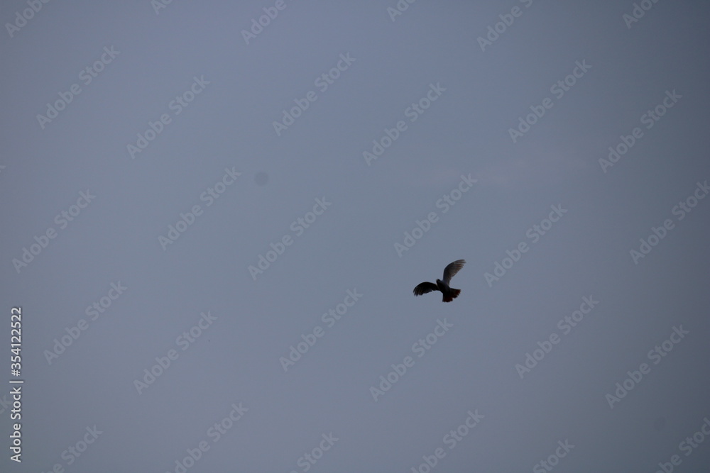 birds in flight birds in flight