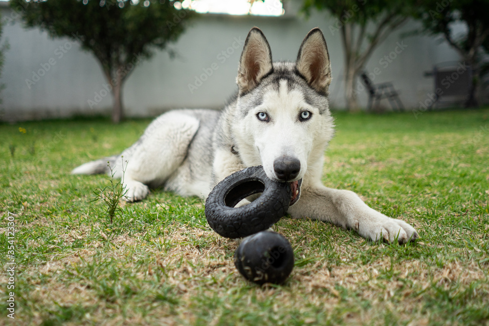 Perro husky jugando tirado sobre el césped con juguetes de goma foto de  Stock | Adobe Stock