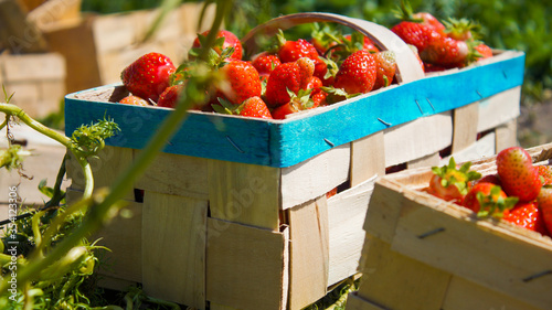 fresh strawberries in a basket