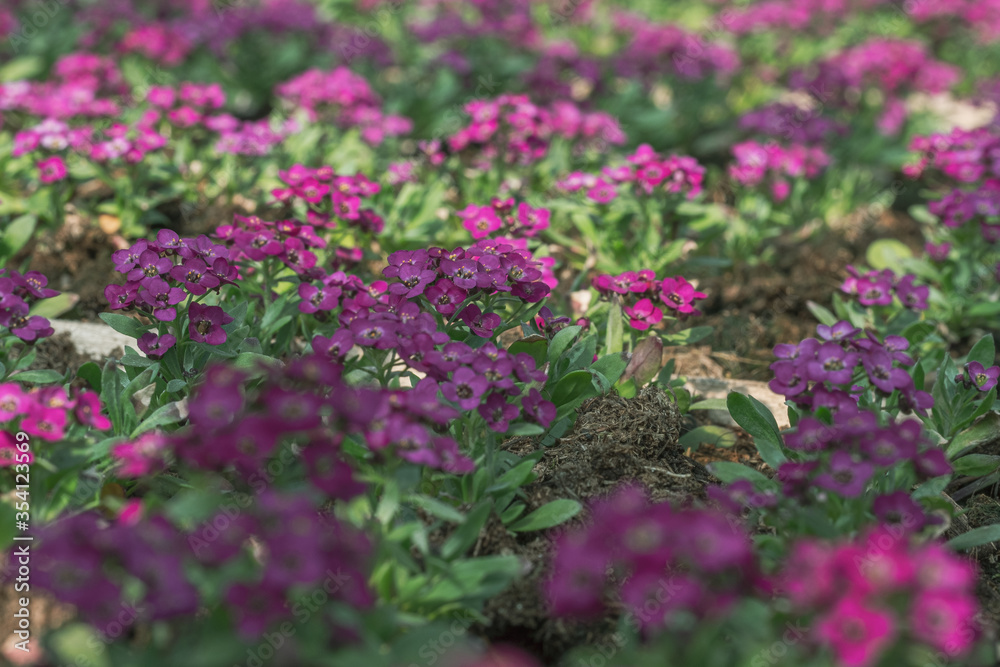 small lobularia seedling in a nursery in a greenhouse in the spring small lobularia seedling in a nursery in a greenhouse in the spring
