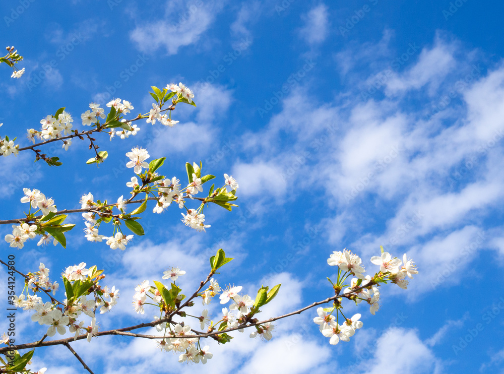 branches and flowers of cherry blossoms in spring against a blue sky with clouds. natural background. Copy space branches and flowers of cherry blossoms in spring against a blue sky with clouds. natural background. Copy space