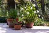 Three plants with white mandevilla vine with chives and mint