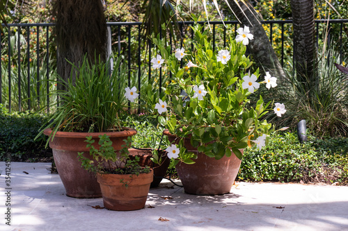 Three plants with white mandevilla vine with chives and mint