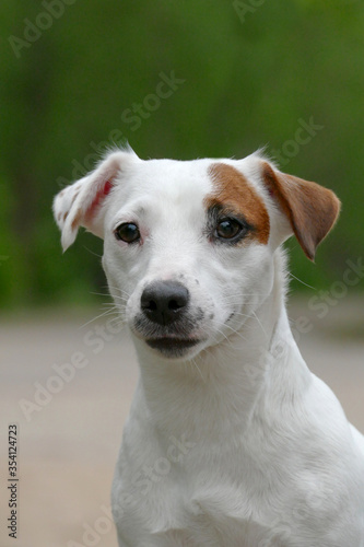 Jack russel terrier face, close up portrait. 