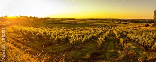 Sunset landscape bordeaux wineyard france, europe Nature, Aquitaine © FreeProd