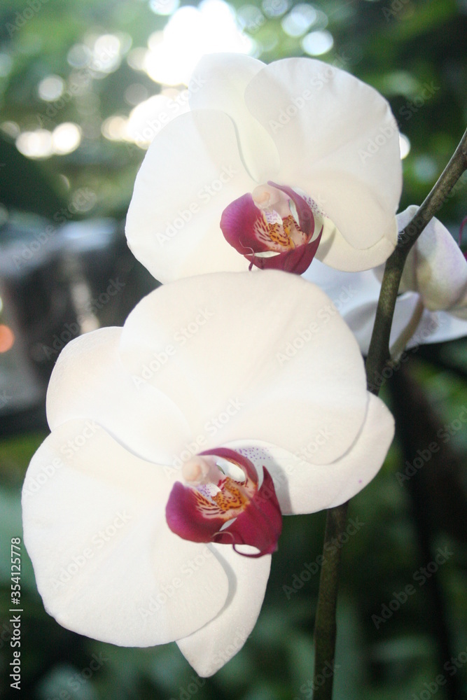 beautiful orchids showing their big white petals in the garden of a house