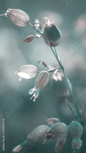 unopened buds with white flowers on blurred natural background