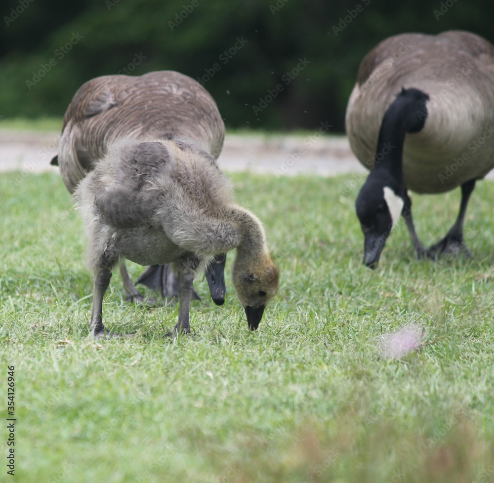 goose, bird, geese, grass, nature, animal, wildlife, birds, white, green, duck, feather, water, feathers, swan, beak, walking, animals, wild, park goose, bird, geese, grass, nature, animal, wildlife, birds, white, green, duck, feather, water, feathers, swan, beak, walking, animals, wild, park
