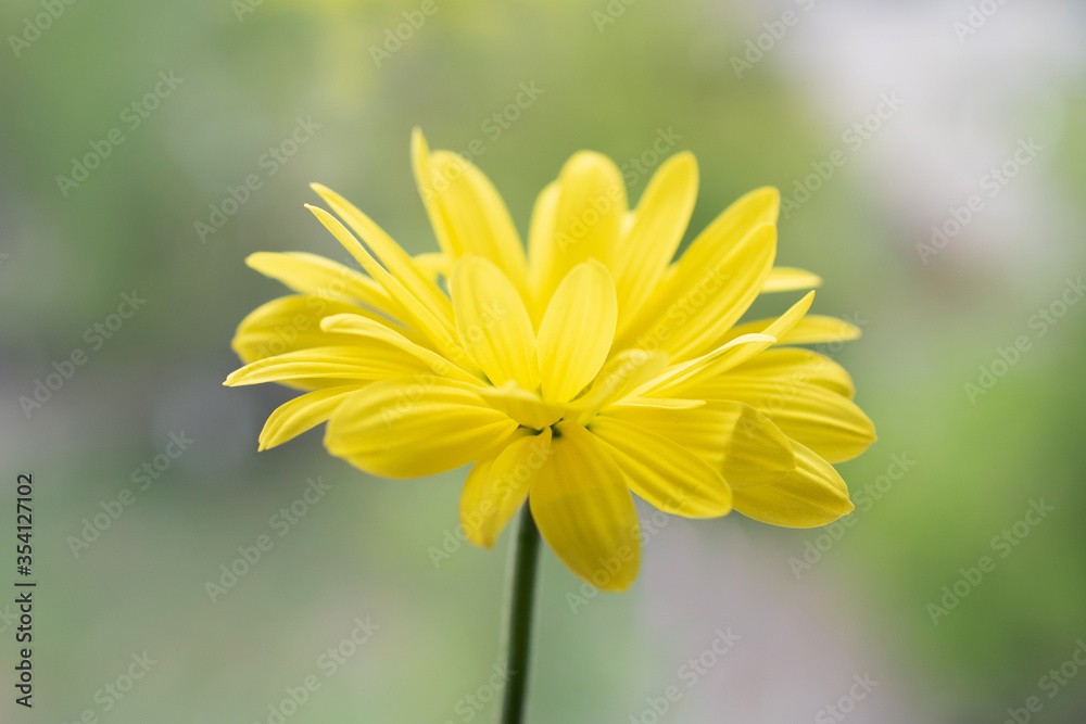Obraz premium yellow camomile flower on a blurry background close up
