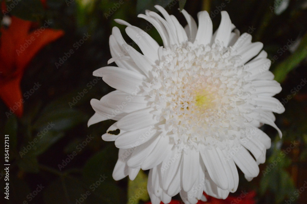 closeup to large white chrysanthemum with small yellow petals in the center