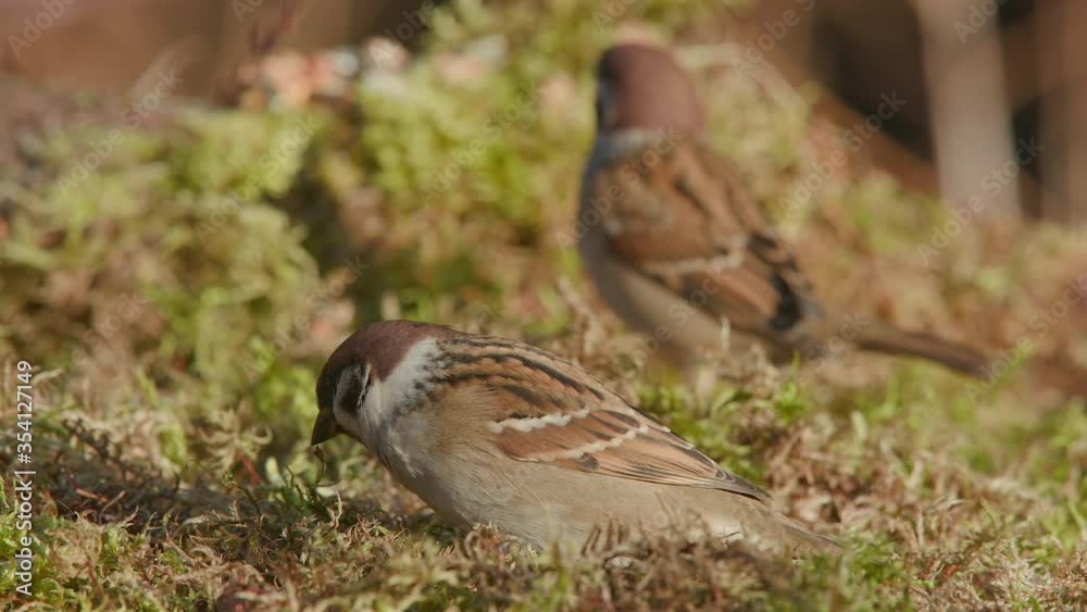 bird tree sparrow couple feed on ground shallow depth of field bird tree sparrow couple feed on ground shallow depth of field