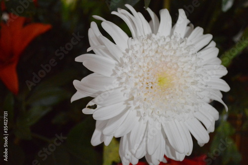 Obraz na płótnie closeup to large white chrysanthemum with small yellow petals in the center w salonie