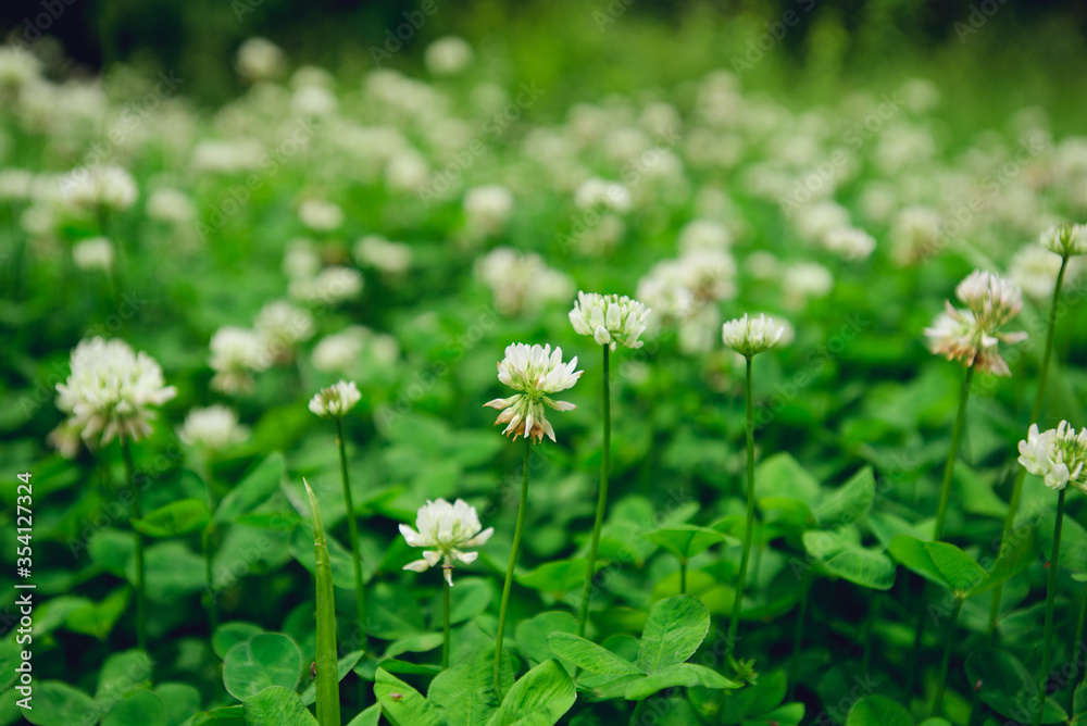 A field of blooming white clover flowers A field of blooming white clover flowers