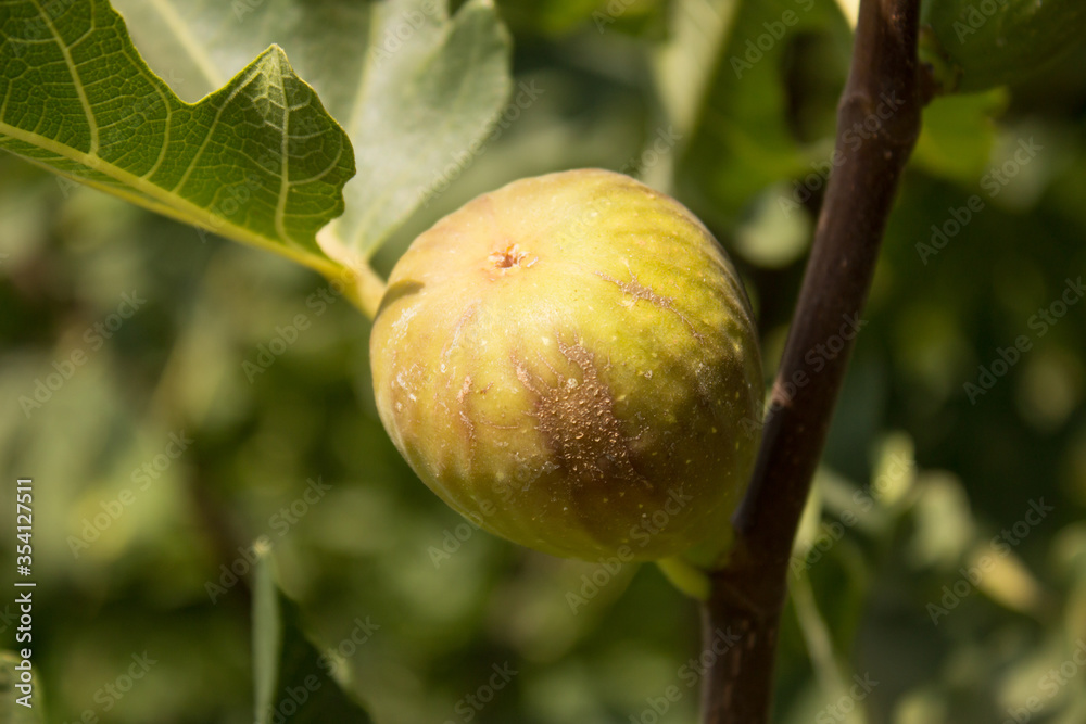ripe figs weigh on a bush