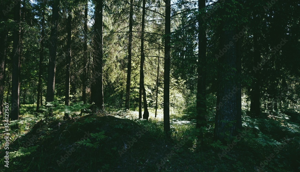 sun rays in the forest sun rays in the forest