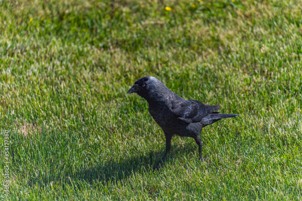 Fototapeta premium a black jackdaw walking on grass