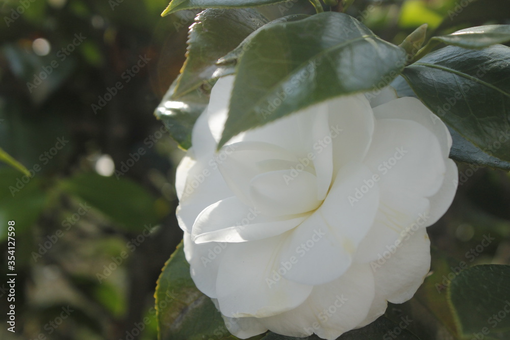 Beautiful close-up showing a white petals of roses in to the garden