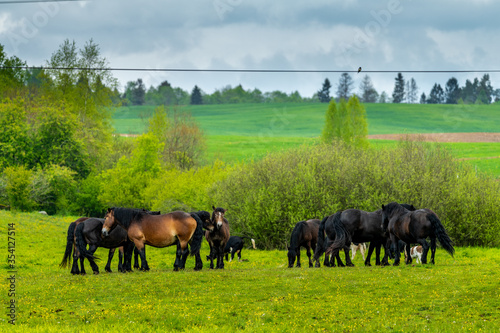 Konie na pastwisku © Marcinwarmia