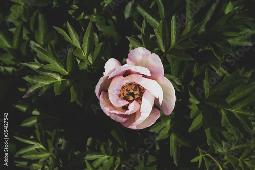 Fototapeta Naklejka Na Ścianę i Meble -  Beautiful fresh white vinous peony flower 'Pastel Splendor' in full bloom.