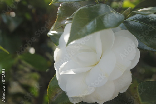 Obraz na płótnie Beautiful close-up showing a white petals of roses in to the garden w salonie