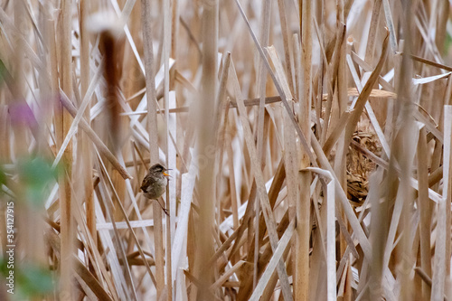 a small marsh wren clings to a reed and calls out photo