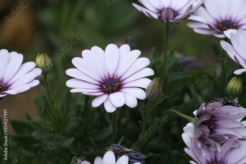 Obraz na płótnie closeup to a beautiful white and purple petal daisy in an outdoor garden w salonie