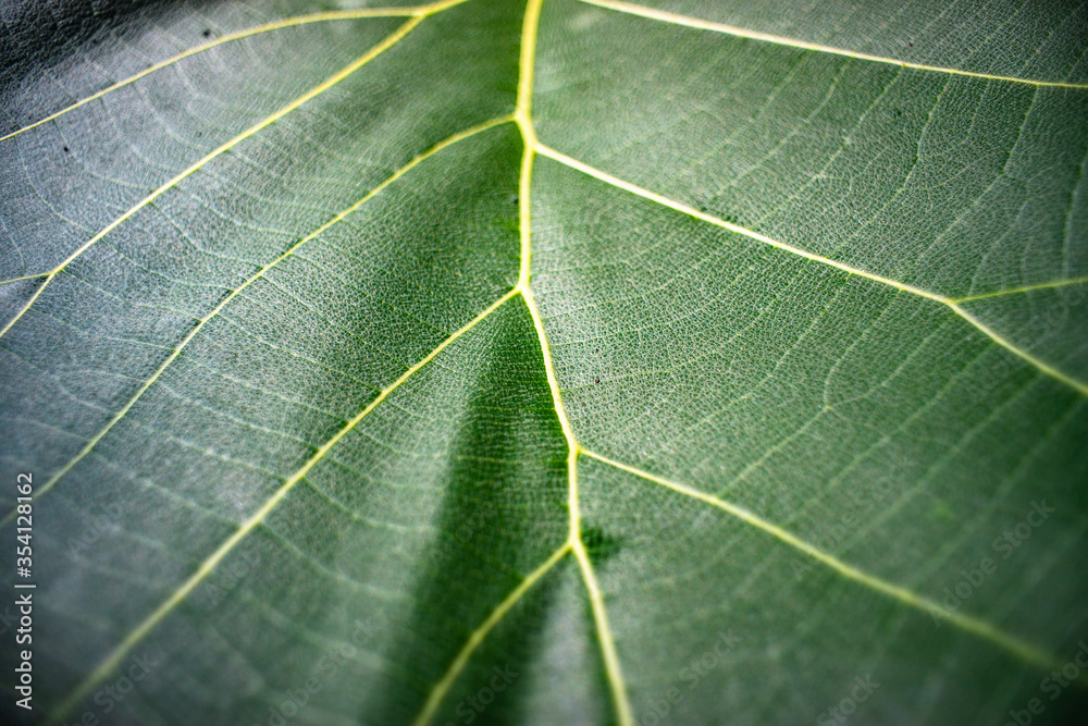 Green Teak leaf and sunlight in the morning Green Teak leaf and sunlight in the morning