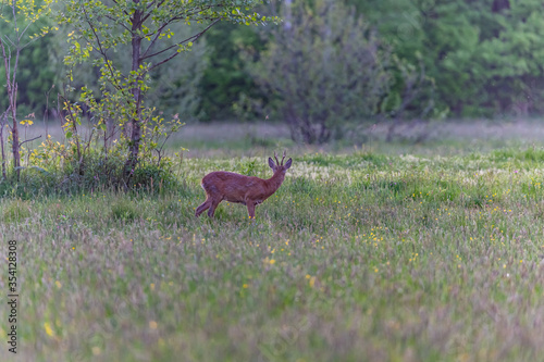 Fototapeta Naklejka Na Ścianę i Meble -  roe deer in the wild