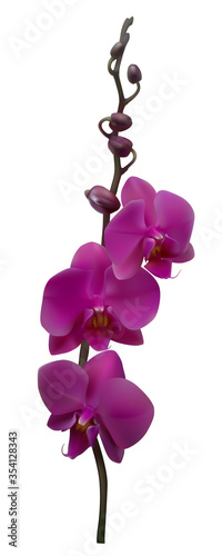 Tropical flowers. Violet orchids. Floral background. Exotic plant. Isolated. Petals. Branch. The buds.