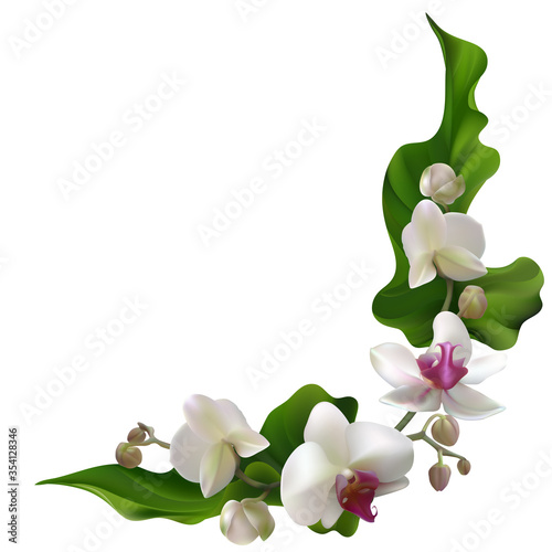 Tropical flowers. Orchids. Floral background. Green leaves. Exotic plants. Pattern. Petals. White. Border.